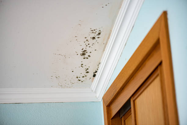 Best Attic Mold Removal  in New Richmond, OH