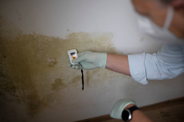 Trusted New Richmond, OH Mold Removal Experts