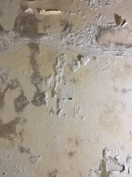 Home Mold Removal in New Richmond, OH