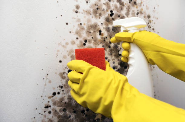Best Commercial Mold Removal  in New Richmond, OH