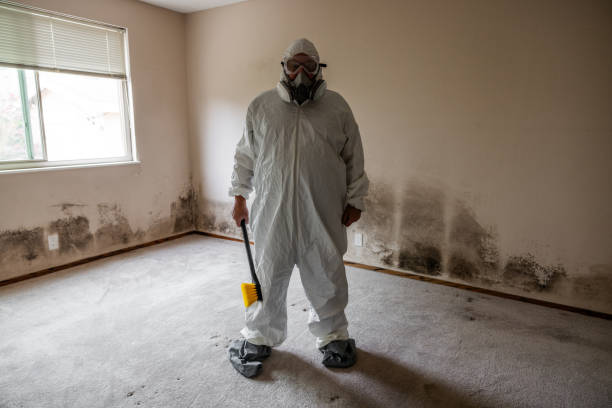 Best Same-Day Mold Removal  in New Richmond, OH
